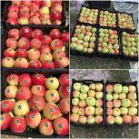 تولید، تهیه، توزیع و فروش انواع نهال درختان میوه و درختان فضای سبز