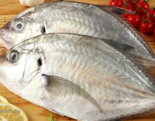 فروش ماهی ومیگو