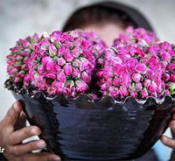 پخش  عمده گلاب سنتی سوگند کعبه قمصرکاشان