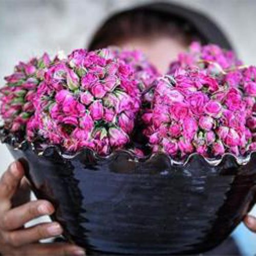پخش  عمده گلاب سنتی سوگند کعبه قمصرکاشان
