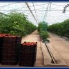 فروش گلخانه آماده و فعال – منطقه آزاد ارس