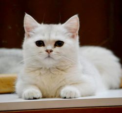 فروش گربه سیلور با نژاد بریتیش شورت هیر