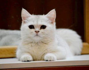 فروش گربه سیلور با نژاد بریتیش شورت هیر
