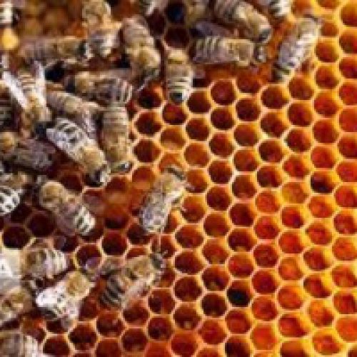 اموزش پرورش زنبورعسل و زنبورداری