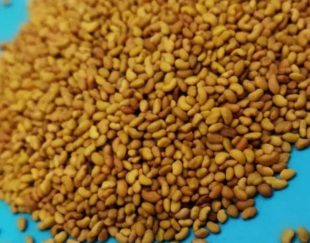 خرید و فروش انواع بذر یونجه در تبریز
