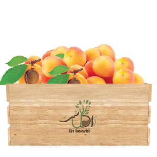 فروش نهال زردآلو پرتقالی و انواع نهال میوه
