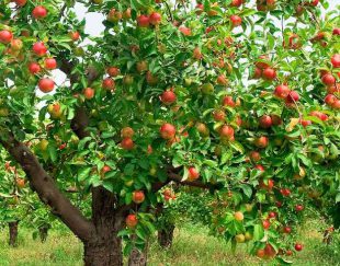 آموزش اصول تغذیه درختان میوه