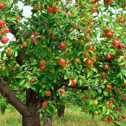 آموزش اصول تغذیه درختان میوه