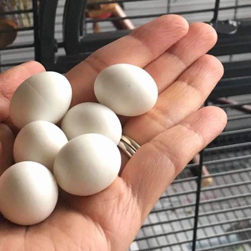 فروش تخم نطفه دار طوطی برزیلی