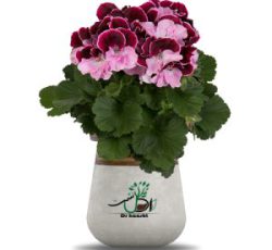 فروش گل شمعدانی اژدر