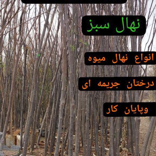 فروش درختان جرایم شهرداری، پایان کاربن بالا15-20