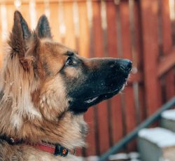 پرورش تخصصی و فروش سگ انواع سگ محافظ وگارد
