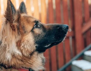 پرورش تخصصی و فروش سگ انواع سگ محافظ وگارد